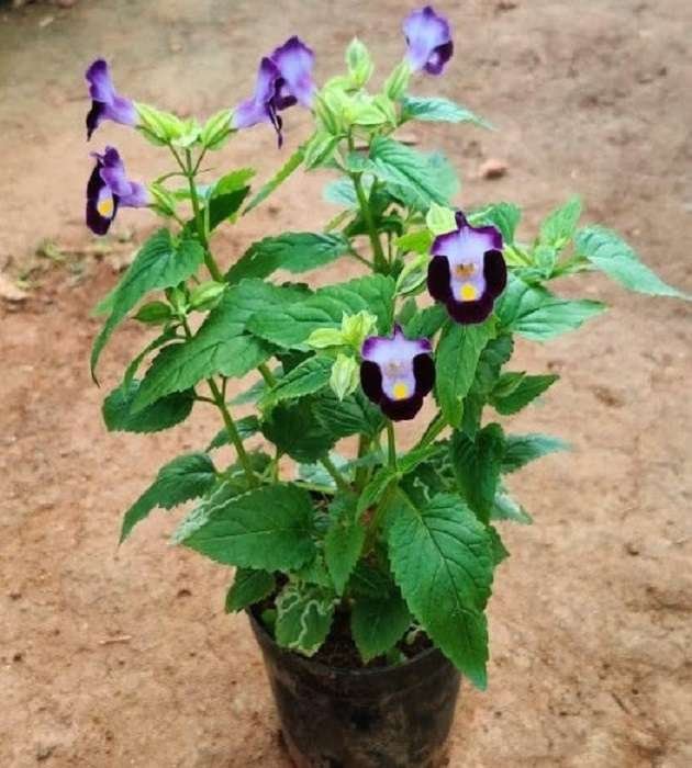 Torenia (Wishbone Flower)